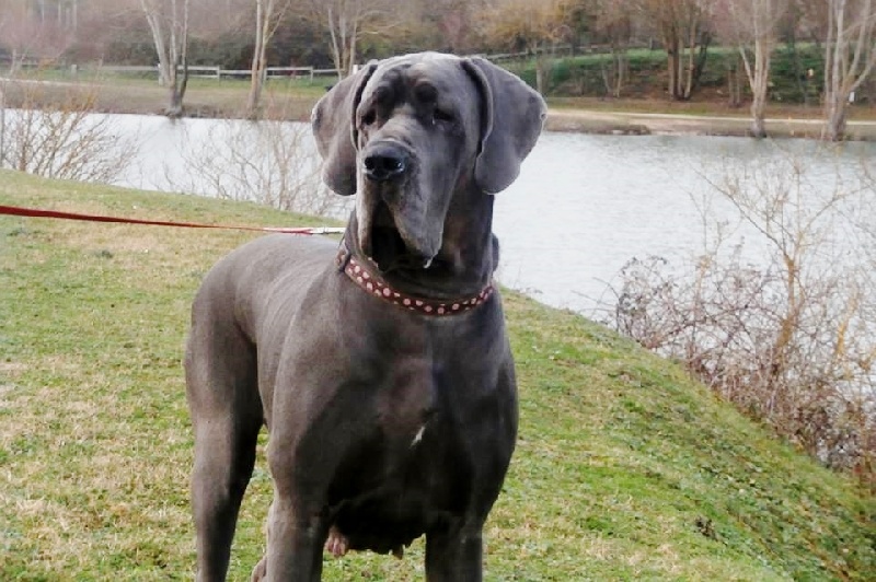 CH. Fée cluzel Des chevaliers du graal