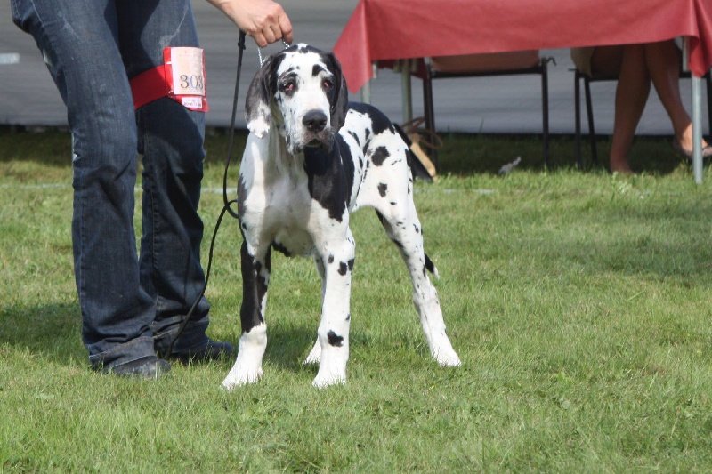 Jasmine des Templiers Cathares