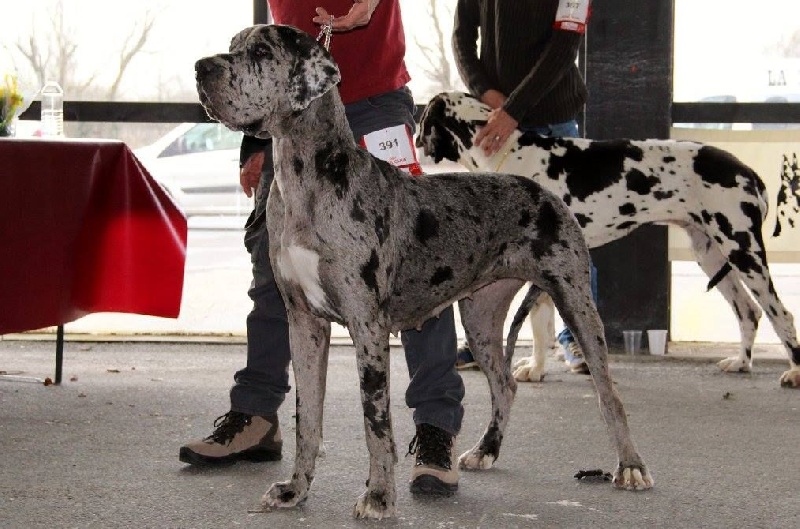 June des Templiers Cathares